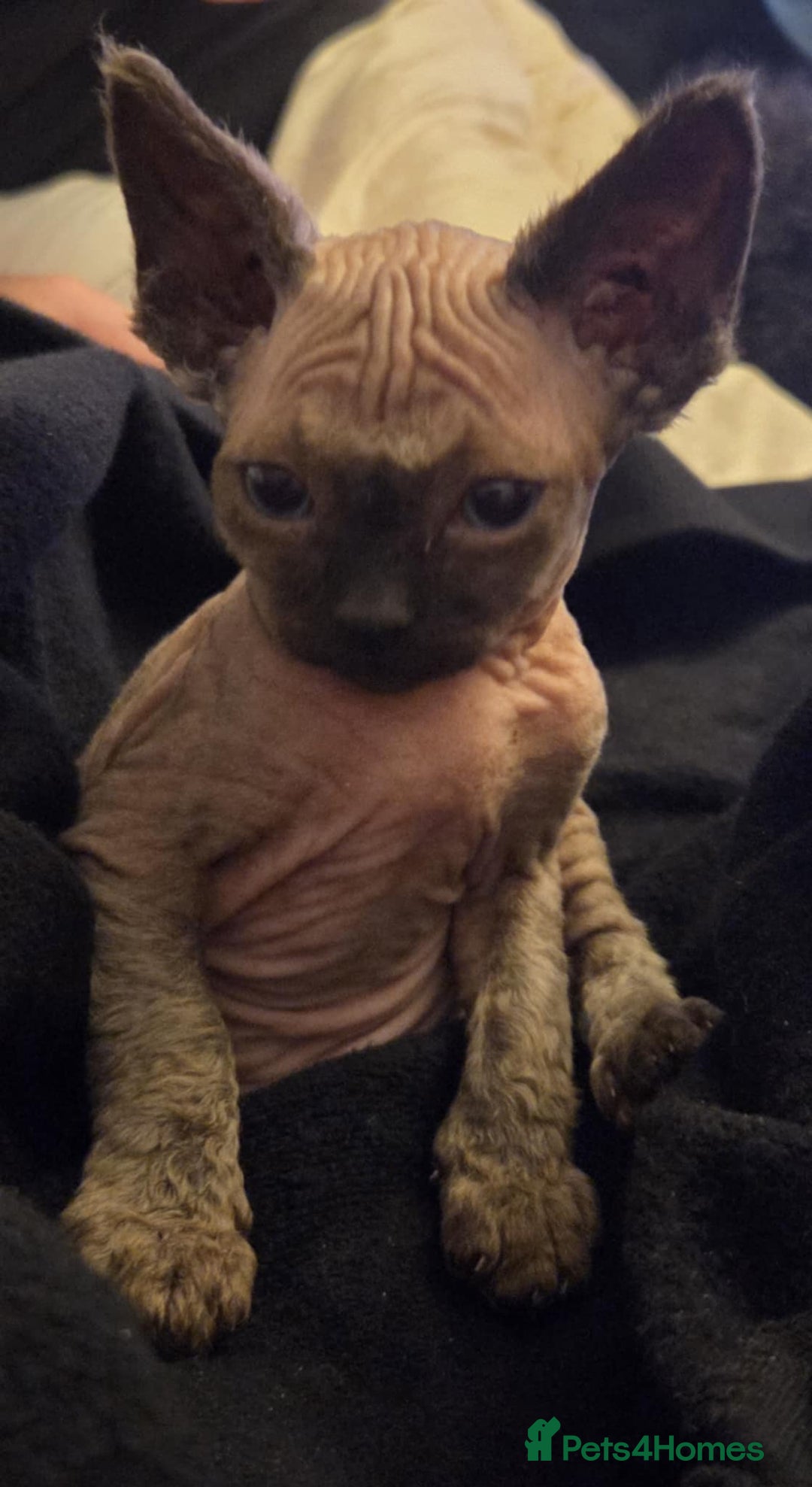 Sphynx cats for sale: Pure bred sphynx little boy has become available - Advert 3