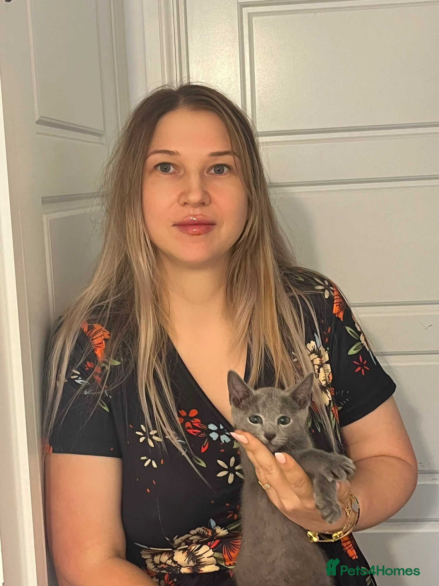 Russian Blue cats PURE PEDIGREE RUSSIAN BLUE KITTEN LAST BOY - Advert 1