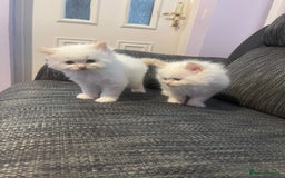 Ragdoll cats for sale:  Beautiful Ragdoll Kittens * 3 BoYs *  - Image 25