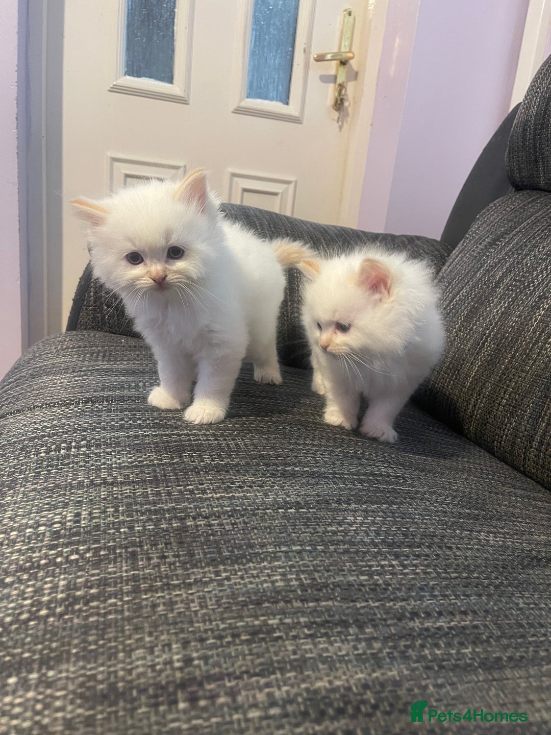 Ragdoll cats for sale:  Beautiful Ragdoll Kittens * 3 BoYs *  - Image 25