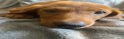 Labrador Retriever dogs for sale: Extensively health tested  Red Labrador puppies  - Advert 12