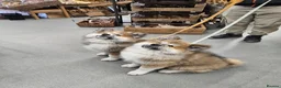 Akita dogs for sale: RKC Long-coat female - Advert 16