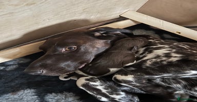 German Shorthaired Pointer dogs - Advert 11