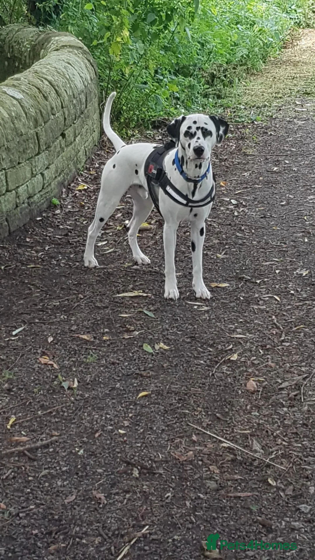 Dalmatian dogs for stud: 🔥KC Registered Dalmatian Stud–£400 (Proven) in Bootle - Advert 5