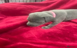 Staffordshire Bull Terrier dogs for sale: Stunning blue Staffordshire bull terrier puppies - Advert 16