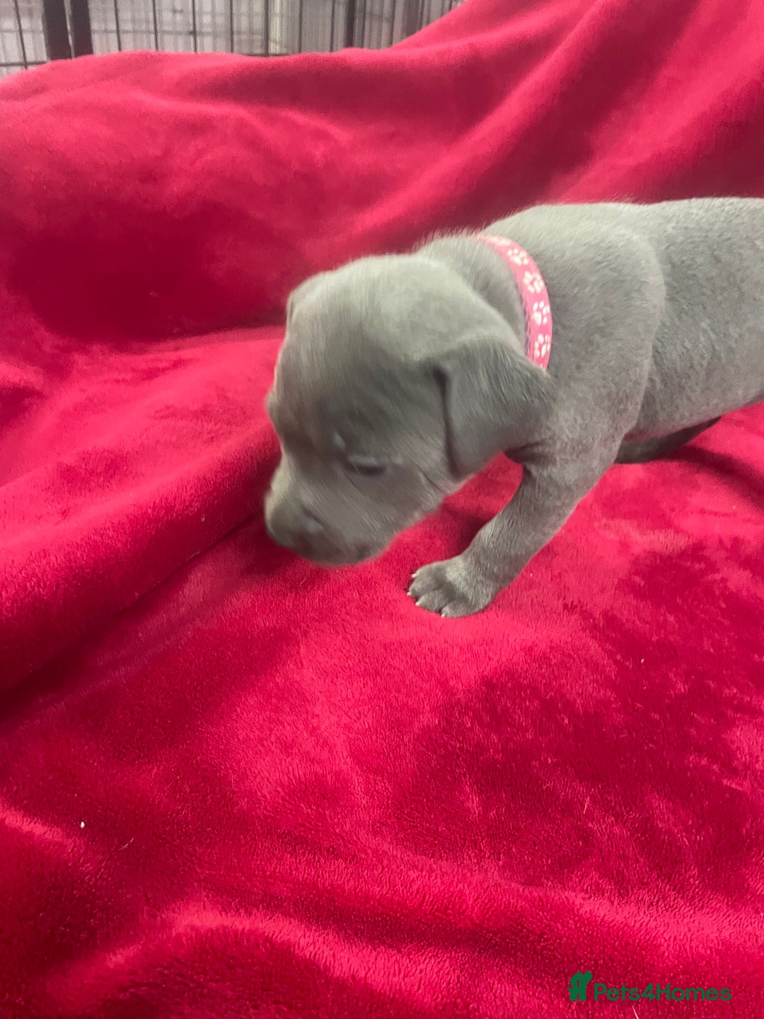 Staffordshire Bull Terrier dogs for sale: Stunning blue Staffordshire bull terrier puppies - Advert 16