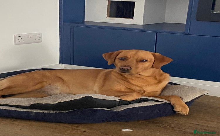 Labrador Retriever dogs - Advert 1