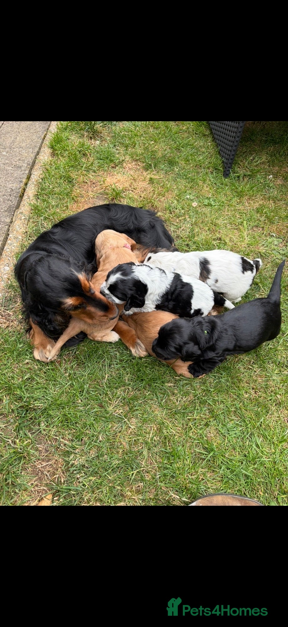 Cocker Spaniel dogs Beautiful Show Cocker Spaniels! - Advert 1