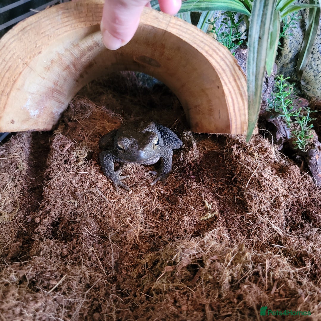 Toad reptiles for sale: Giant Asian River Toad - Image 2