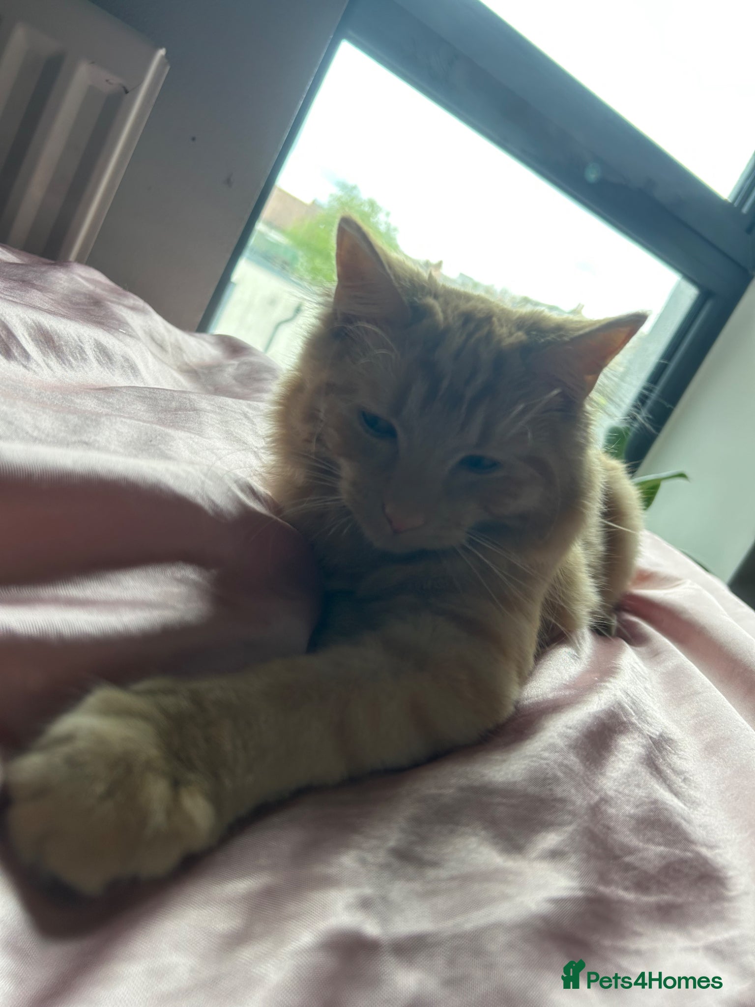 Mixed Breed cats for sale: Simba  - Advert 4