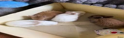 Mixed Breed rabbits for sale: ✨🐇Cute Mixed Breed Baby Bunnies Available😍🐇 - Advert 6