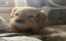 Cocker Spaniel dogs for sale: Beautiful puppies  - Advert 7