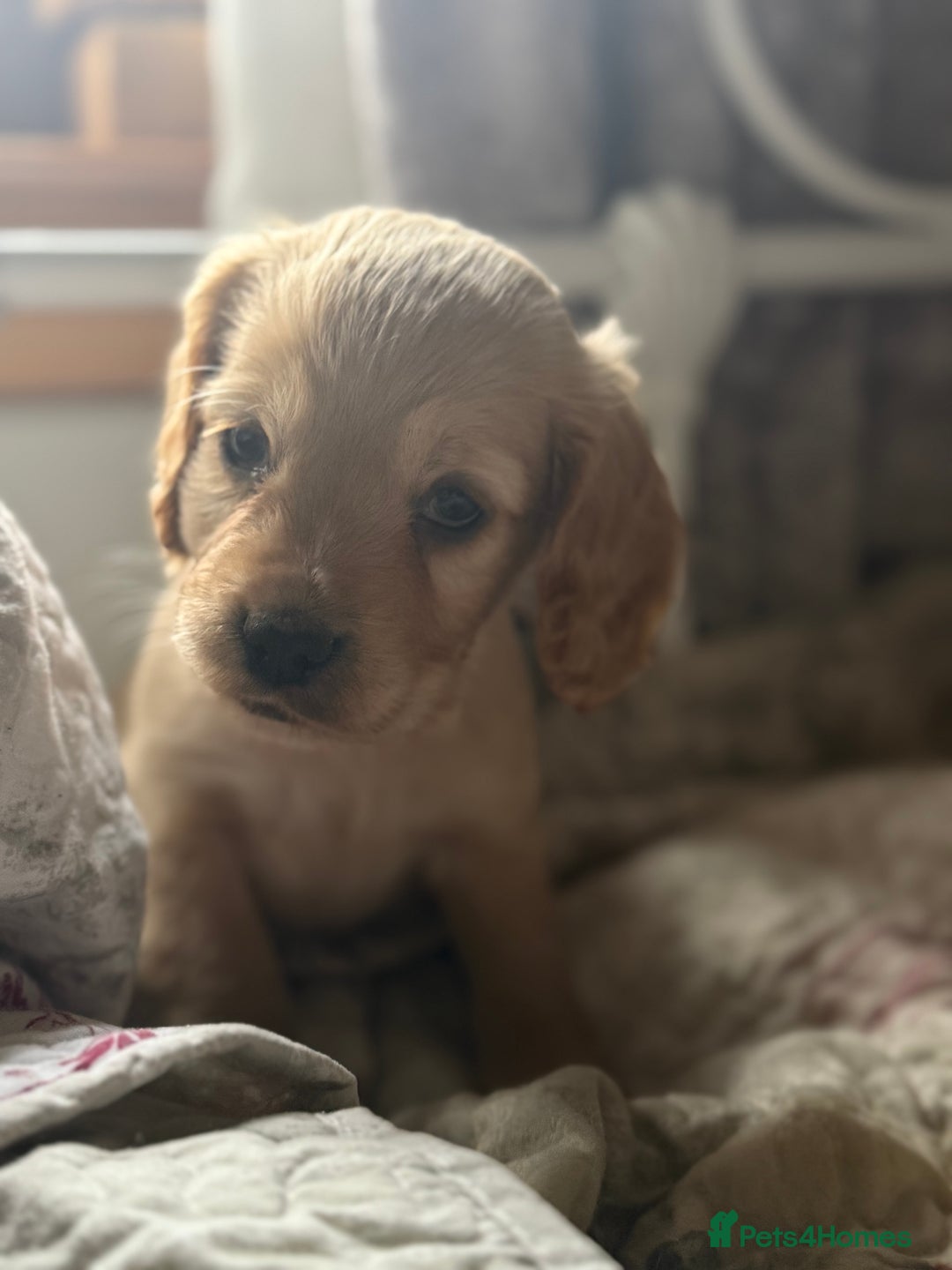 Cocker Spaniel dogs for sale: Beautiful puppies  - Advert 7