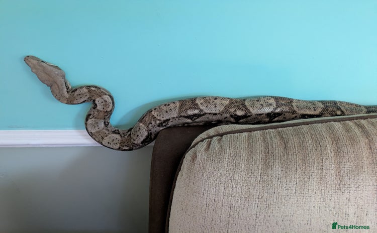 Boa Snake reptiles - Advert 1