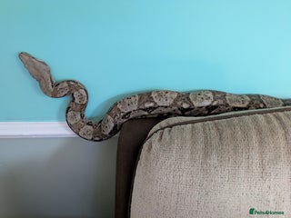 Boa Snake reptiles - Advert 4