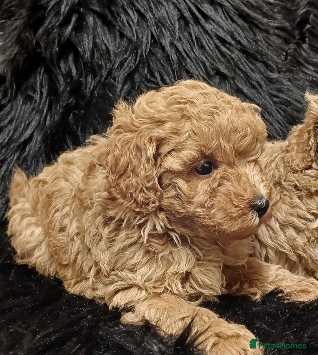 Toy Poodle dogs for sale: Purebred Toy Poodles Puppies Loving Homes! - Image 17