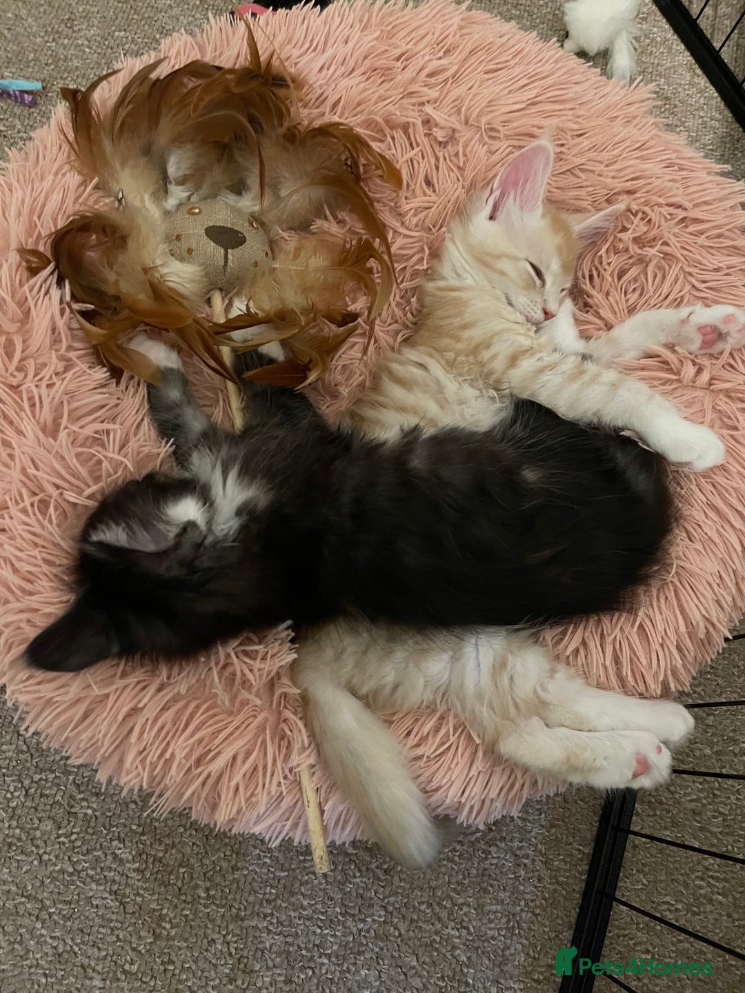 Maine Coon cats for sale: GCCF registered Maine Coon kittens.  in Newton Abbot - Image 12