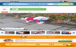 Maltese dogs for sale: Beautiful Jake Maltese boy puppy - Advert 7