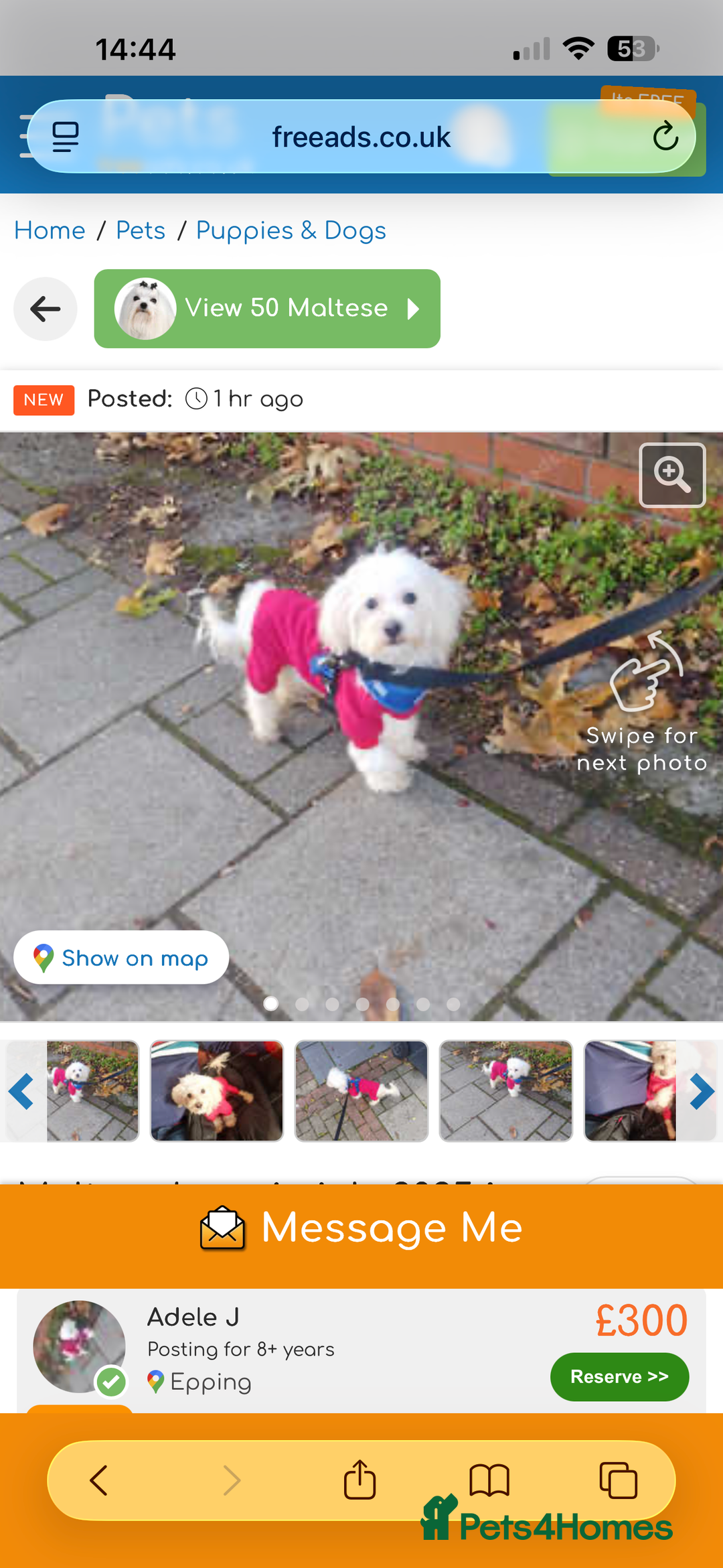 Maltese dogs for sale: Beautiful Jake Maltese boy puppy - Advert 7