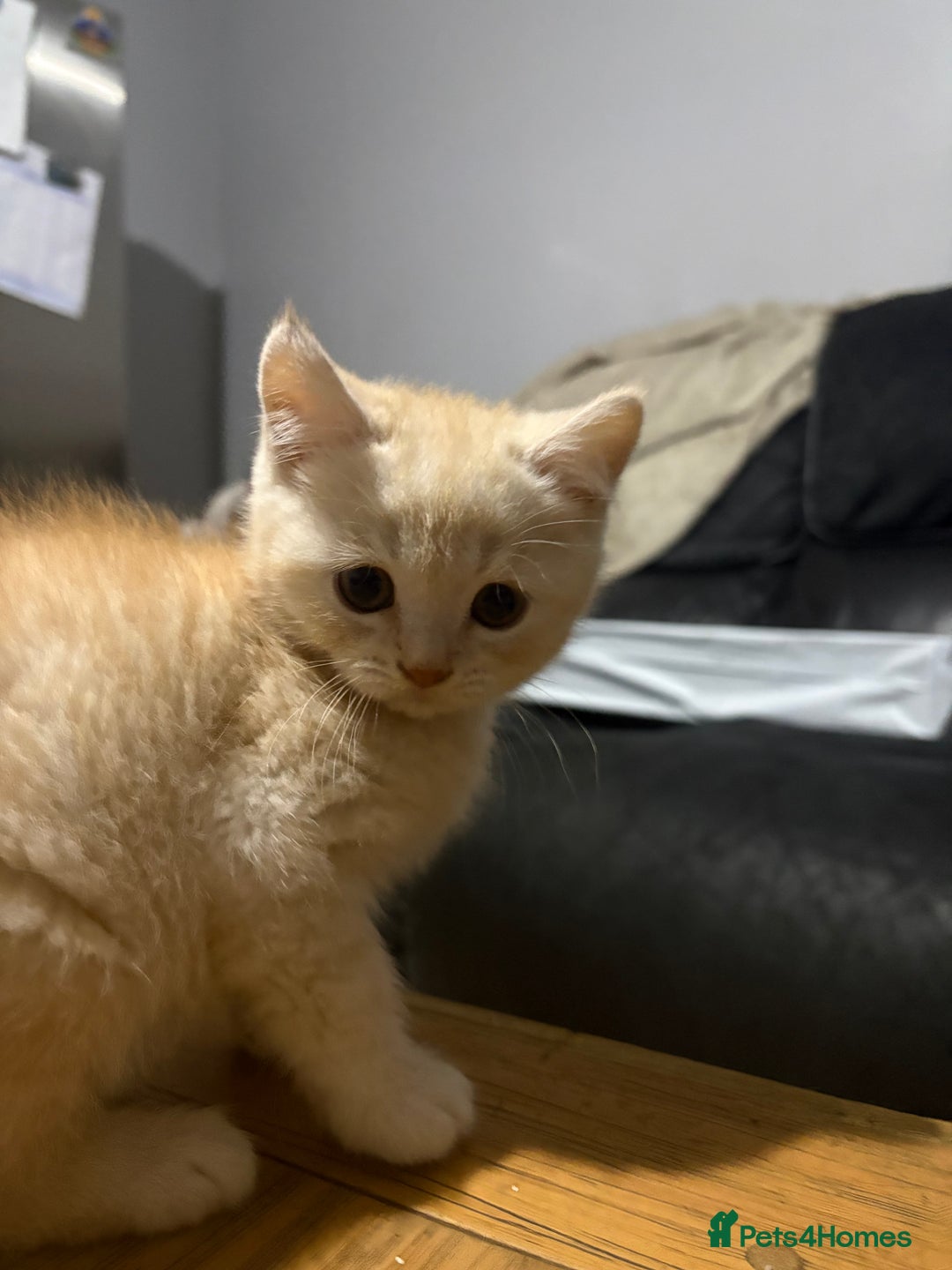 Persian cats for sale: Persians kittens  - Advert 11