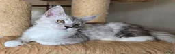 Maine Coon cats for sale: Ready now Silver with white Maine Coon kittens - Advert 31