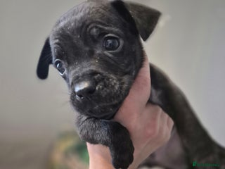 Mixed Breed dogs Mum-STAFF DAD-CANECORSO - Advert 10