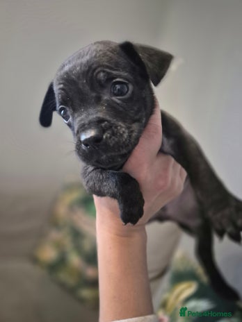 Mixed Breed dogs Mum-STAFF DAD-CANECORSO - Advert 2