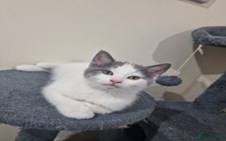 Mixed Breed cats for sale: 1 male kitty - Image 5