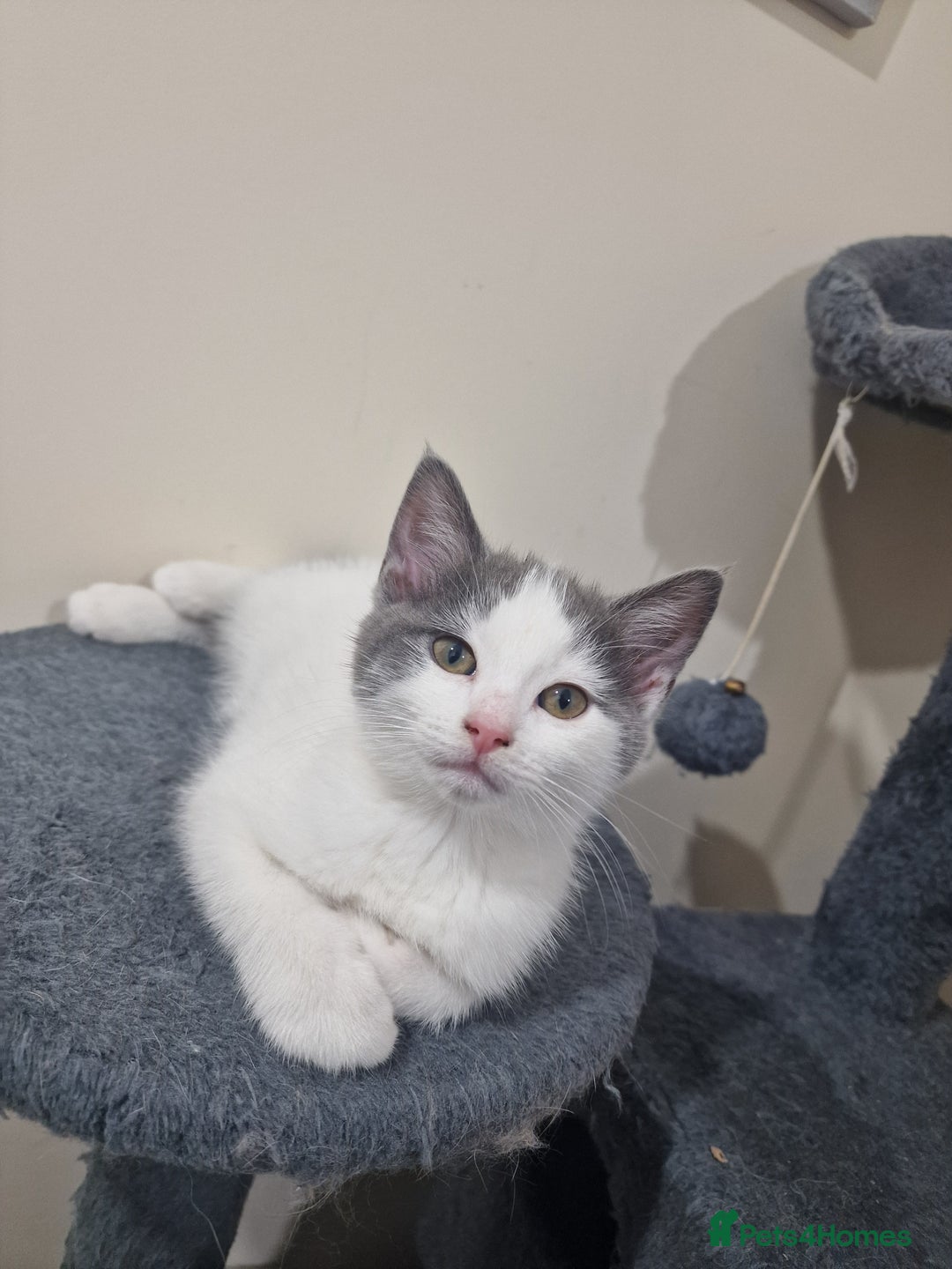 Mixed Breed cats for sale: 1 male kitty - Image 5