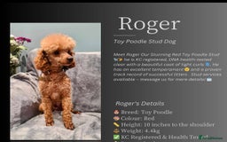 Cockapoo dogs for sale: STUNNING FOX RED WITH WHITE MARKINGS HEALTH TESTED - Image 10