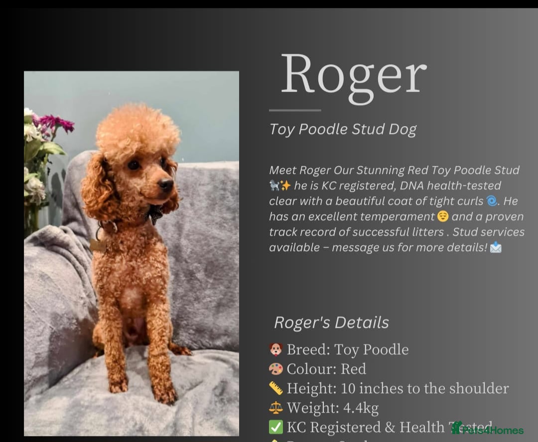 Cockapoo dogs for sale: STUNNING FOX RED WITH WHITE MARKINGS HEALTH TESTED - Image 10