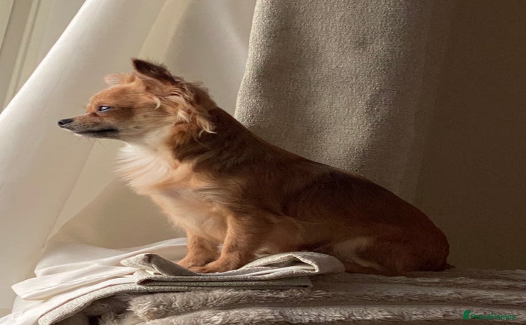 Chihuahua dogs Stunning Chihuahua puppies - Advert 1