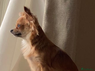 Chihuahua dogs for sale: Stunning Chihuahua puppies - Advert 1