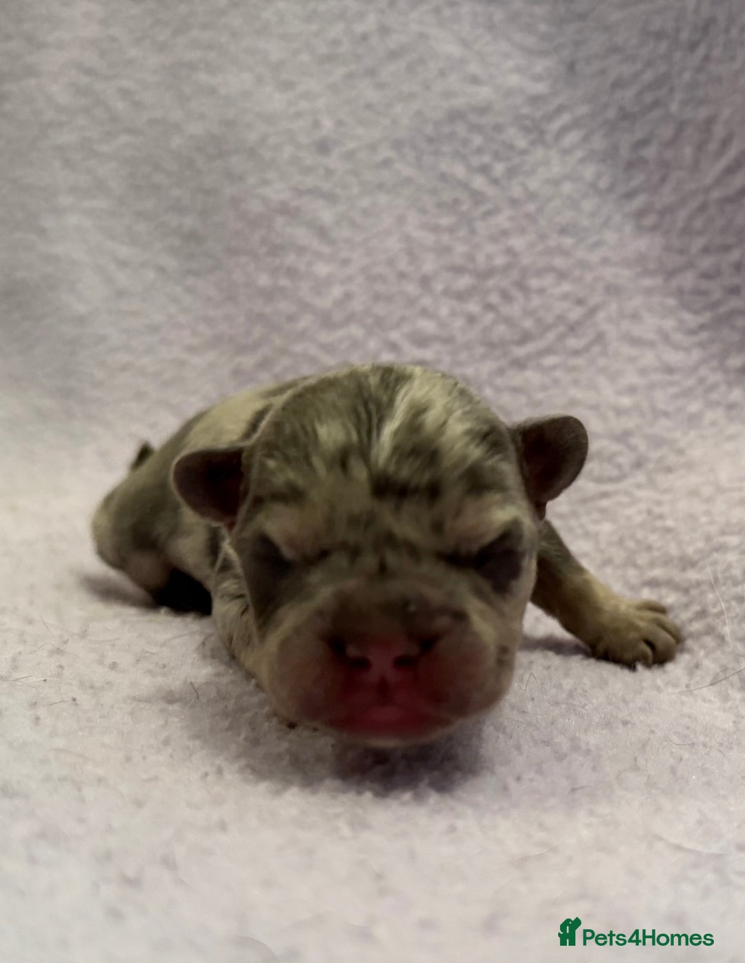 French Bulldog dogs for sale: Beautiful KC registered French Bulldog puppies - Advert 1