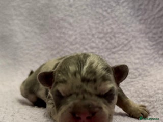 French Bulldog dogs Beautiful KC registered French Bulldog puppies - Advert 2