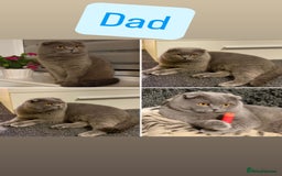 Scottish Fold cats for sale: Beautiful litter Scottish fold ready to new 🏠 ❤️ - Image 4