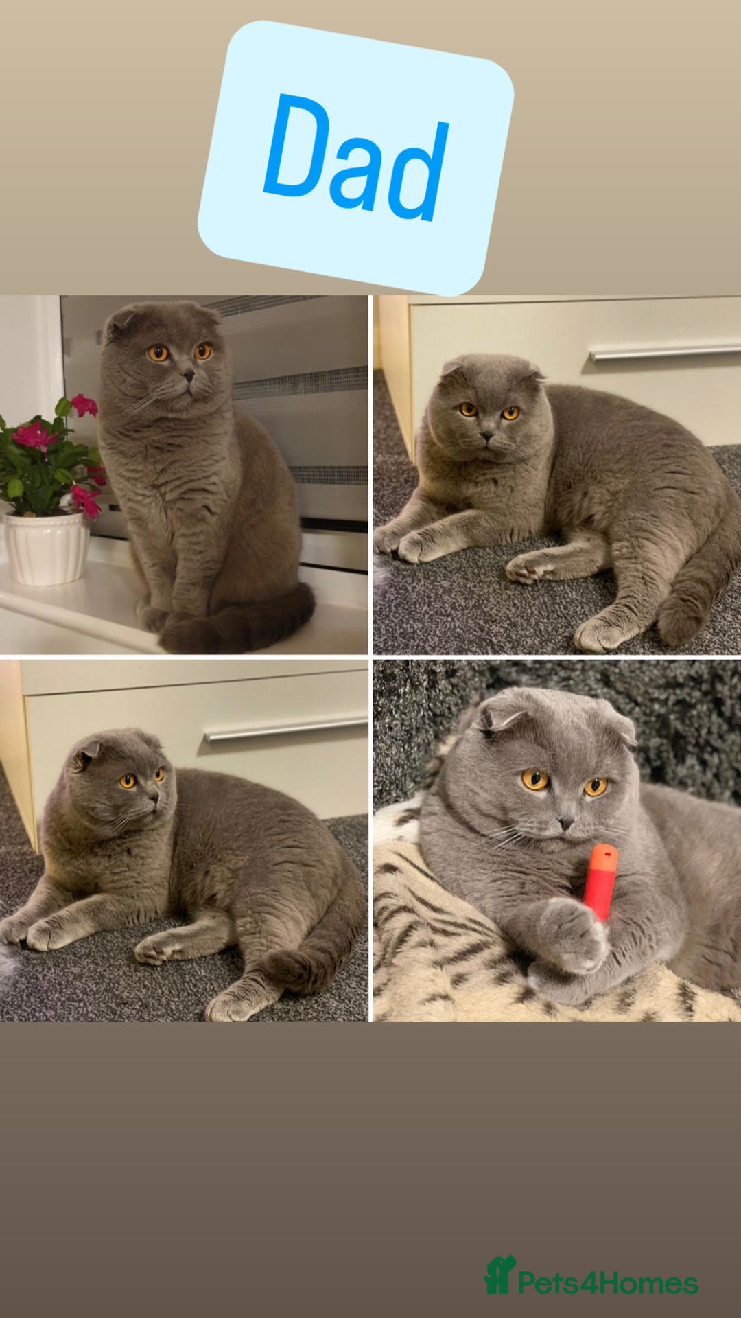 Scottish Fold cats for sale: Beautiful litter Scottish fold ready to new 🏠 ❤️ - Image 4