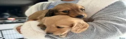 Miniature Dachshund dogs for sale: Exceptional KC Registered Miniature Dachshunds  - Advert 5
