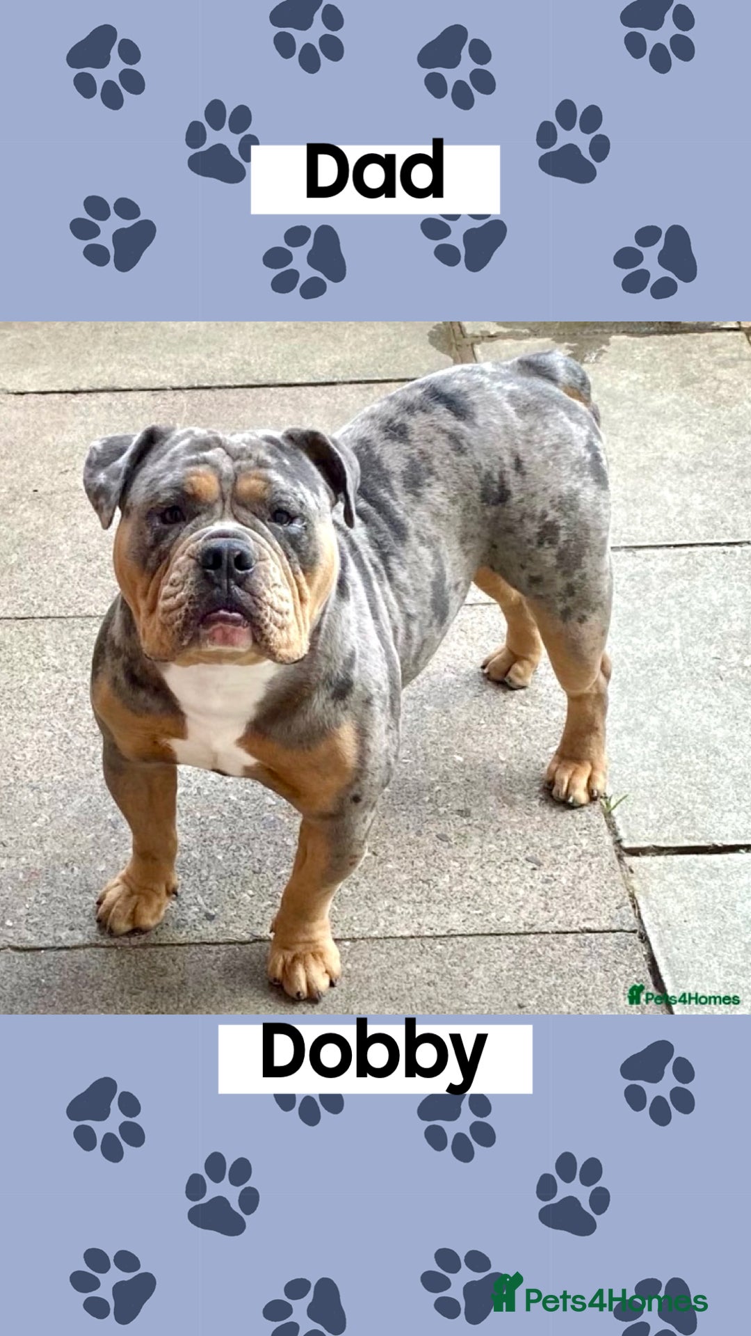 Dobby