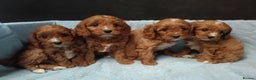 Cavapoo dogs for sale: Cute Cavapoo Puppies. DAD PRA tested! - Advert 1