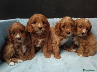 Cavapoo dogs Cute Cavapoo Puppies. DAD PRA tested! - Advert 3