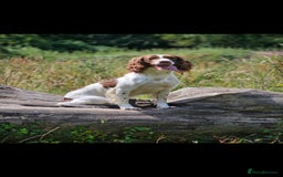 English Springer Spaniel dogs for sale: Stunning KC Reg Springer Spaniel Puppies For Sale - Image 15