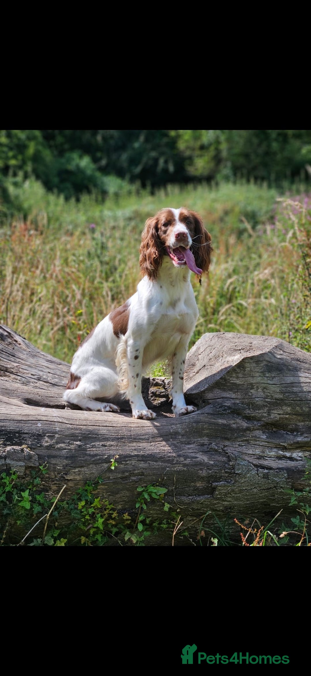 English Springer Spaniel dogs for sale: Stunning KC Reg Springer Spaniel Puppies For Sale - Image 15