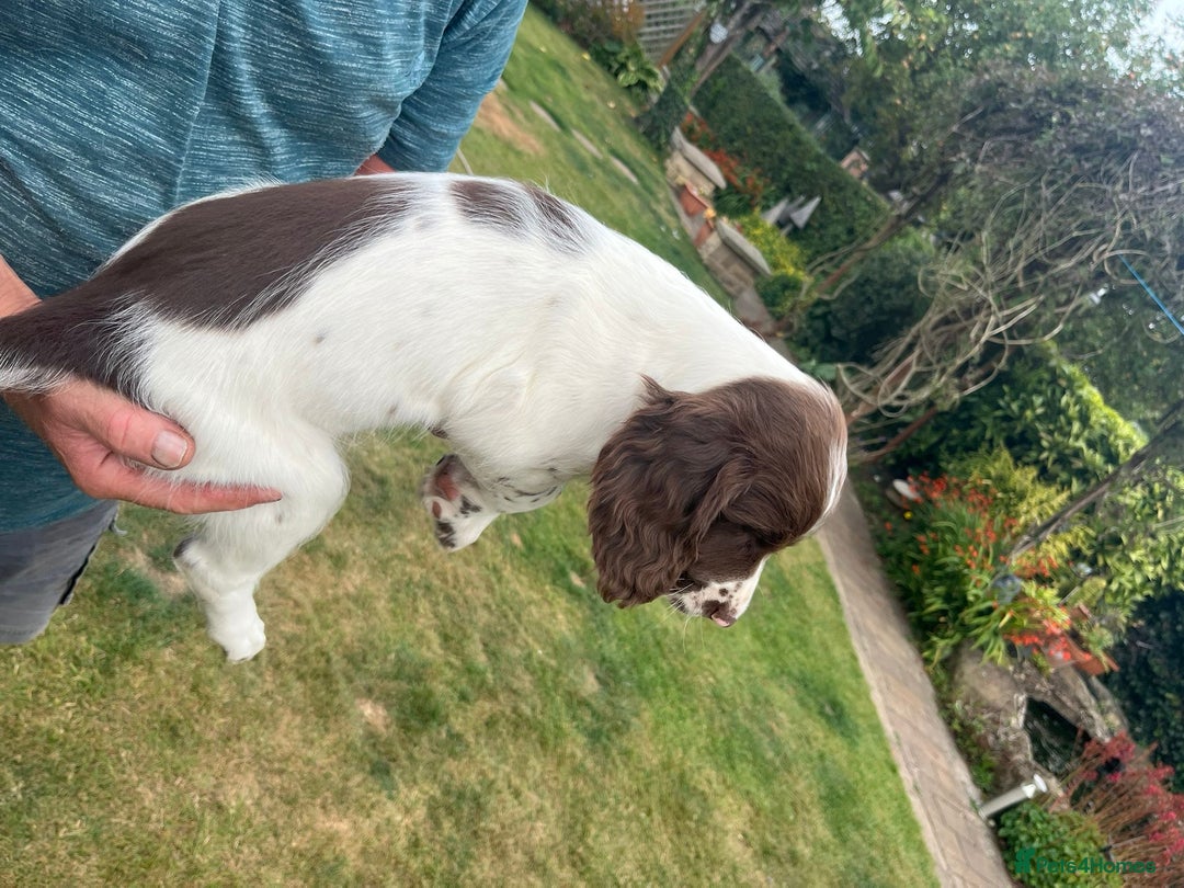 English Springer Spaniel dogs for sale: FTCH x FTAW Springer spaniel - Image 7
