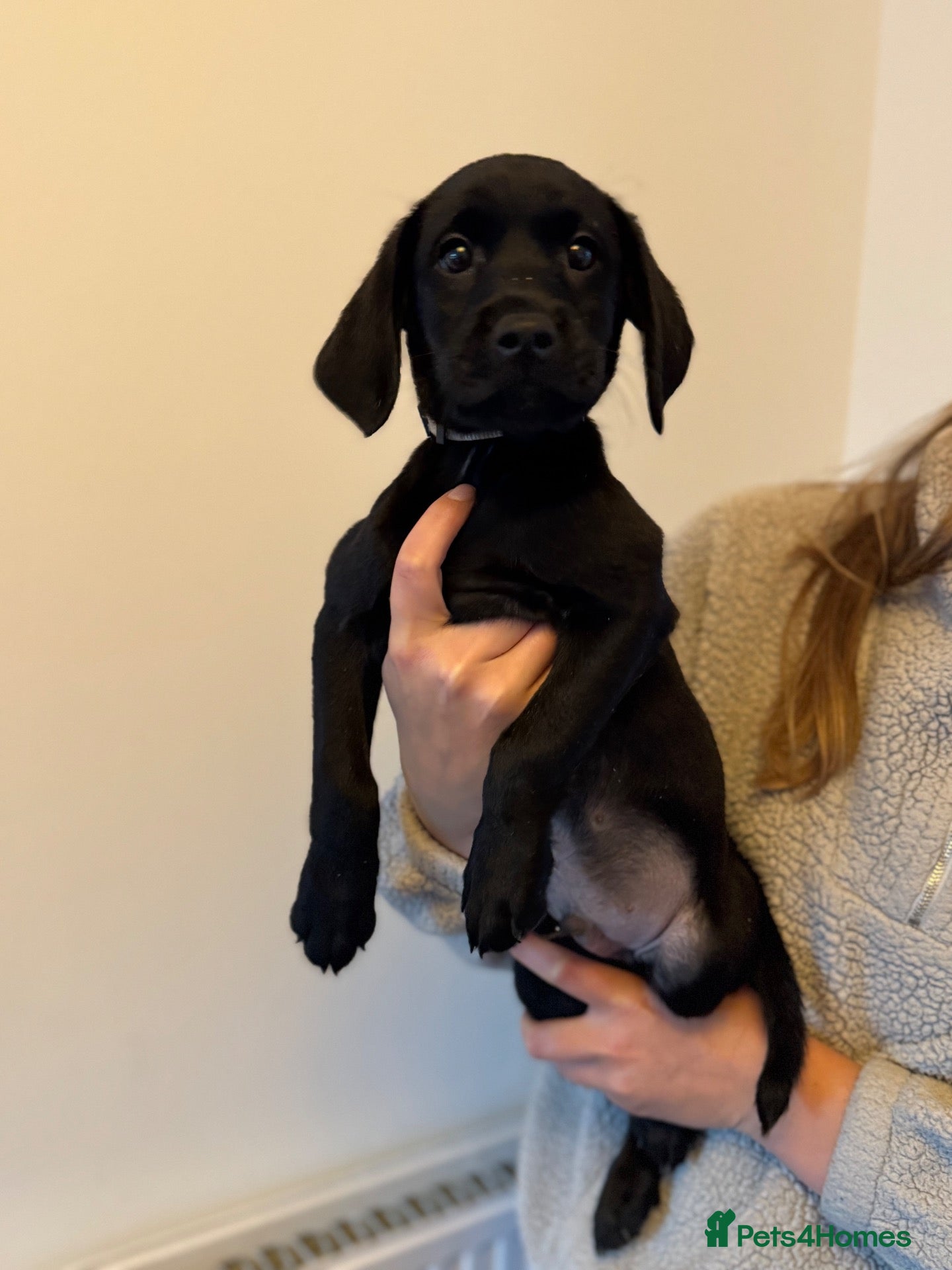 Labrador Retriever dogs Ready now, last 2 Beautiful Black Labrador boys  - Advert 2