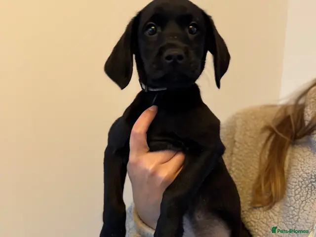 Labrador Retriever dogs Ready now, last 2 Beautiful Black Labrador boys - Advert 2
