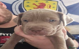 Mastiff dogs for sale: Mastiff Hybrids  - Image 5