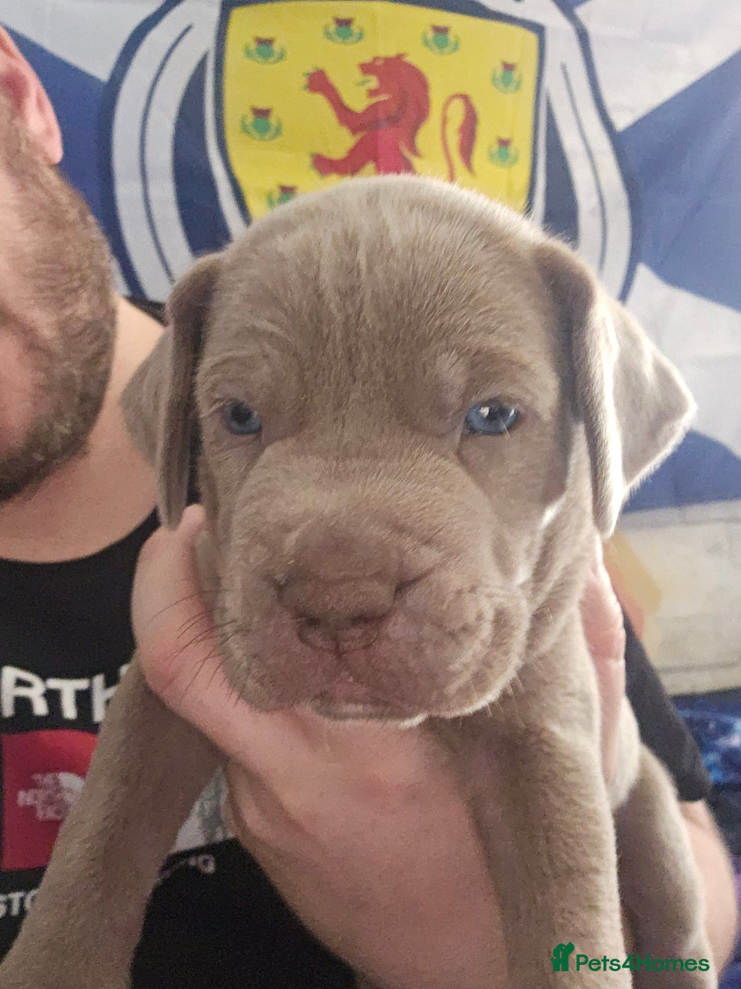 Mastiff dogs for sale: Mastiff Hybrids  - Image 5