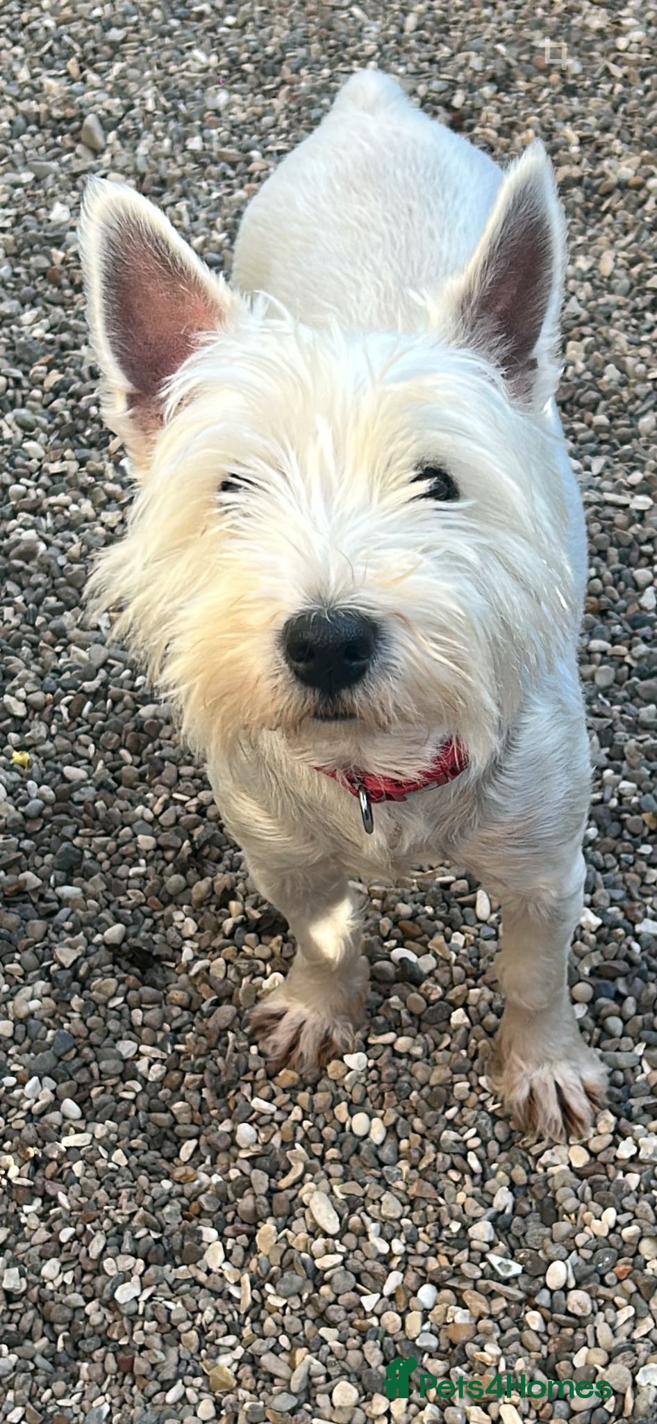 Mixed Breed dogs Westie x   - Advert 1