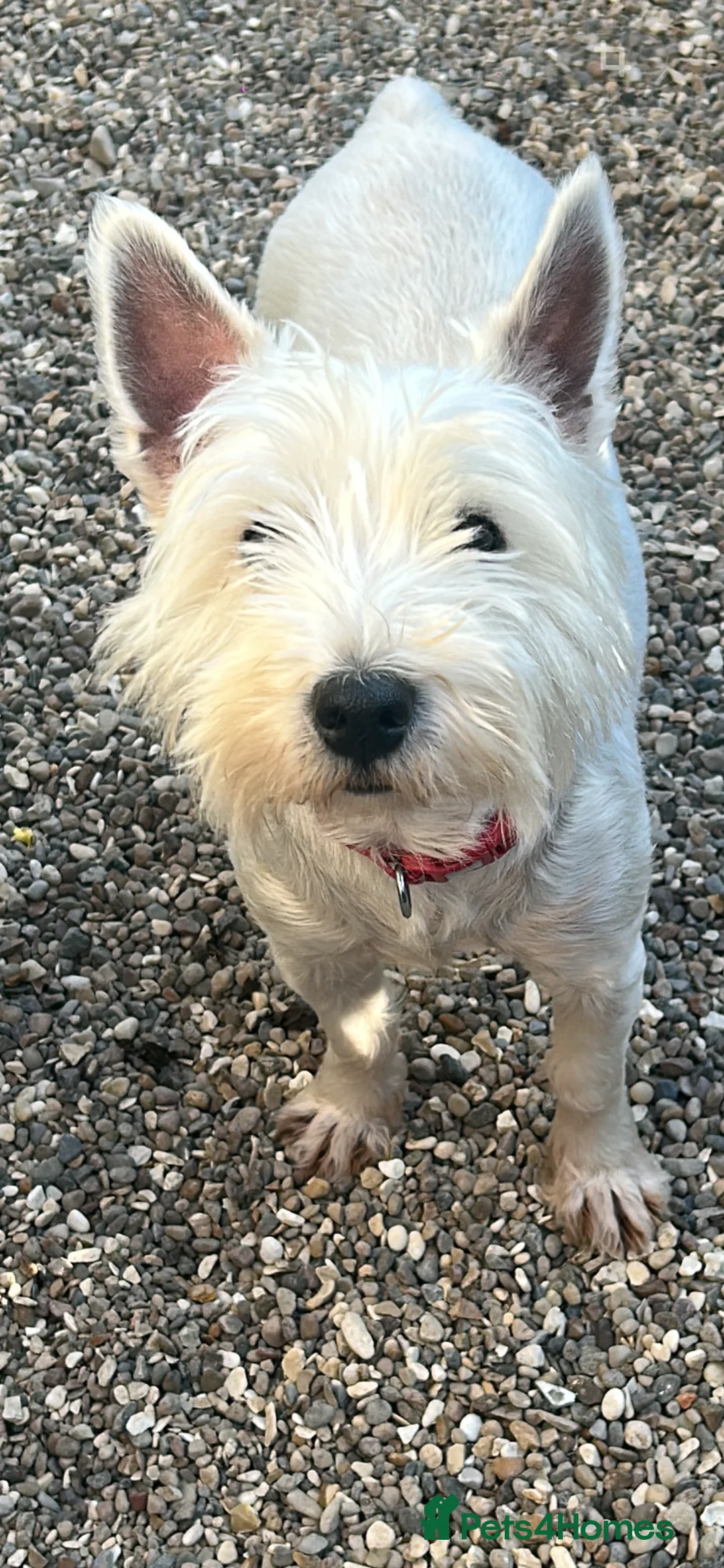 Mixed Breed dogs for sale: Westie x   - Advert 1